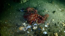 Red Octopus City