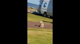 Adorable dog spins round and round without getting dizzy