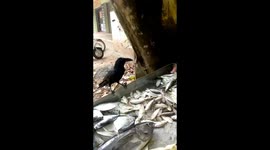 Greedy crow demands bigger treat from fish vendor