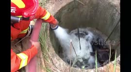 Firefighters pour water into well to rescue buffalo