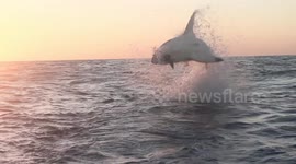 Acrobatic great white shark performs a breaching backflip near tourists
