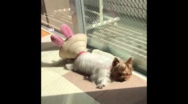Adorable Yorkshire Terrier dog sits on his brother