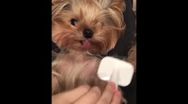 Yorkie Doggo Peanut Enjoys the Royal Treatment