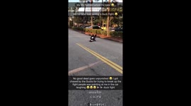 Duck fight in Walmart parking lot