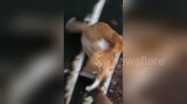 Roly-poly: Overweight cat takes a funny tumble down the stairs