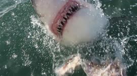 Cameraman Cheers As Great White Shark Lunges Straight Towards Him