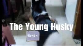 Young Husky Asked for Ice Cream