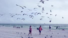 Flock of Seagulls Hovering over Couple in Pensacola Beach