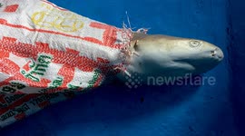 Baby shark found dead on tourism-ravaged beach from Leonardo DiCaprio film