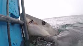 Scary moment when curious White Shark chomps on cage full of divers