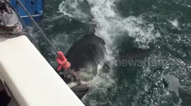 When a White Shark just won’t give up !!