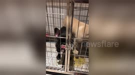 Smart French bulldog uses tongue to open cage door