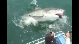 White Shark leaps out of water right in front of cage divers