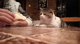 Cat needs to work on his table manners