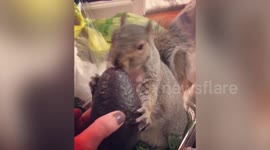 Meet the pampered pet squirrel who watches TV, wears face masks and loves avocados