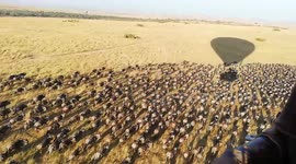 Hot air balloon pilot causes wildebeest herd to stampede