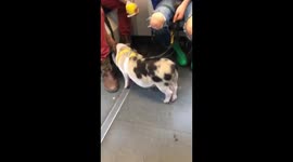 Pig on the metro.