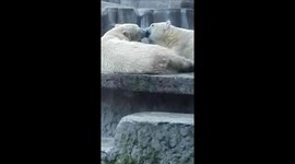 Ice bears kissing.