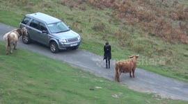 Stubborn bull refuses to move off the road