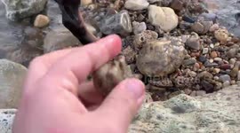Dog Fetches Little Rock that Becomes a Big Rock
