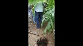 Whether it is a poisonous snake ?