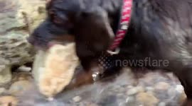 Dog definitely fetches wrong rock