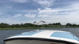 close up, slow motion of a gull flying by a cruiser on the Norfolk Broads