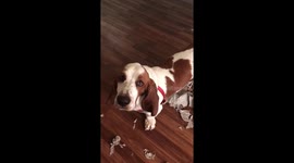 Dog destroys office