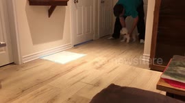 Maltese mix loves sliding on the floor