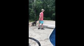 Annie the gsp dog diving skills