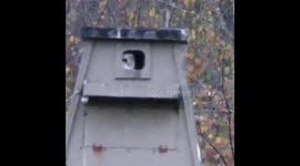 Barn owl dance house