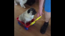 Lazy pug