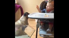 Baby feeds pug