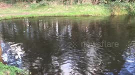 Fish Feeding Frenzy