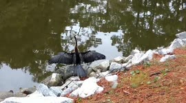 Female Anhinga drying her wings
