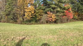 Falconry with a Harris Hawk