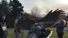 Watch a hawk swoop in for a landing on man's hand