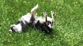 Just a chihuahua loving the sun and grass!