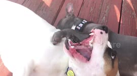 American Bulldog plays with Pit Bull friend! Rough but so gentle!