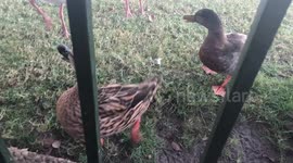 Ducks at Disney talking to us and wanting food!