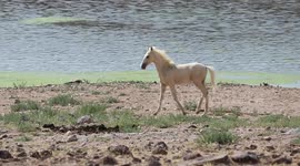 Wild mustang colt