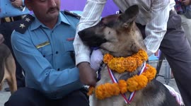 Nepal honours police canines in 'day of the dogs' festival