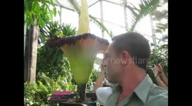 Kew Gardens, the Titan Arum , one of the worlds biggest flowers.