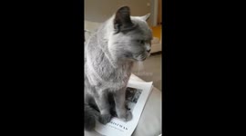 British blue cat paws human for strokes and attention ultra cute overload