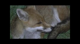 Red Fox Vulpes vulpes vixen asserting her dominance over another vixen