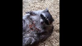 Raccoon enjoys eating from belly
