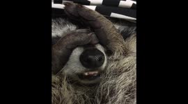 Adorable raccoon really doesn't want to wake up