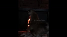 Surikat warms up by the fireplace