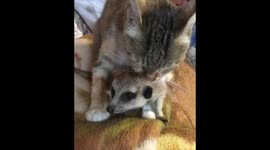 Cat takes care of surikat