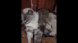 Surikat climbing over a cat to get some attention